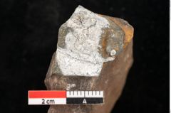 Foto (Detailsansicht) von Quercus palaeoilex Ettingshausen (NHMW-GEO-2024-0188-0973)